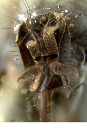 Media type: image;   Entomology 1154 Aspect: head frontal view